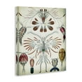 thumbnail image 4 of Stupell Industries Vintage Crustacean Diagram STEM Painting Wrapped Canvas Art Print Wall Art, 16 x 20, 4 of 8