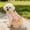 multicolor#372, variant on Dog and Cat Summer Dress for Small Medium Large Pets with Rainbow Princess Tulle Skirt, Lightweight Breathable Mesh Outfit for Parties and Photos