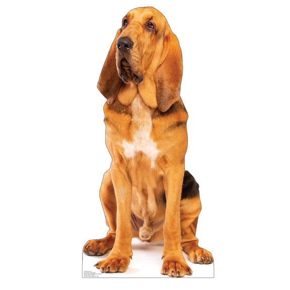 Cardboard People Bloodhound Life Size Cardboard Cutout Standup - Made in USA