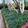 thumbnail image 4 of Ivy English- 50 bare root plants- Groundcover- fast growing- Evergree- Climbs, 4 of 5