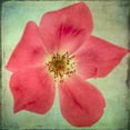 thumbnail image 2 of Malek, Honey 15x15 White Modern Wood Framed Museum Art Print Titled - Lush Vintage Florals VII, 2 of 4