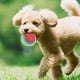 thumbnail image 4 of Pelota elástica de goma para perros de compañía, juguete interactivo para masticar dientes, rechinar, entrenamiento seguro, 4 of 12