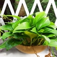 thumbnail image 4 of FOMIYES Maceta Colgante De Plástico Para De Plantas Con Durable Y, 4 of 8