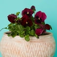 thumbnail image 4 of Medium Terracotta Belly Pot Saucer, 4 of 4