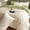 A, variant on Pure Cotton Bedding Set - Soft & Breathable 3 or 4 Piece Bed Linen for All Seasons