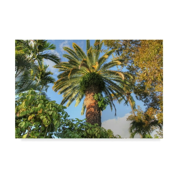 Trademark Fine Art 'Giant Palm' Canvas Art by Robert Goldwitz