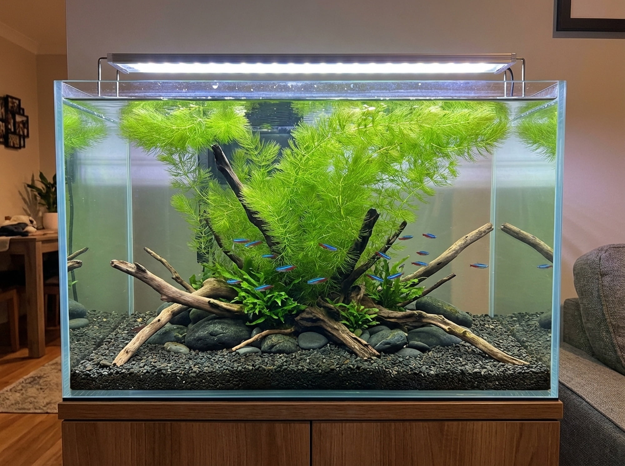 Canton Aquatics Hornwort Tropical Floating Live-Action Aquarium Plant Decoration, Green, 6 Count