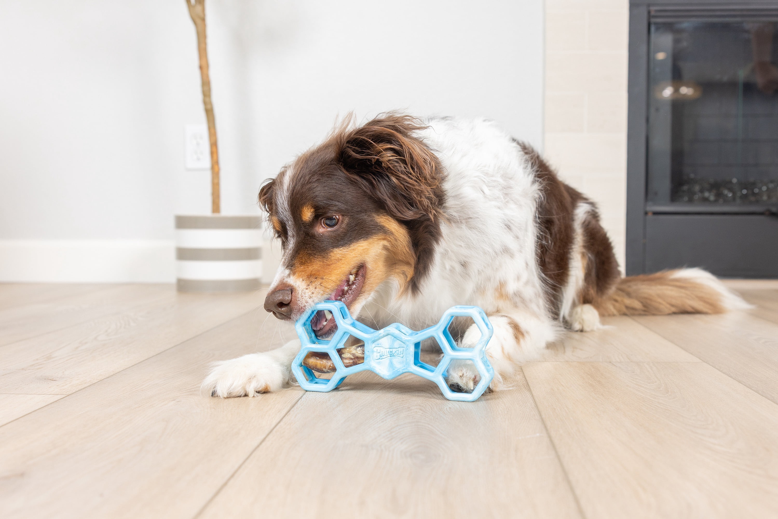 Chuckit! Holee Roller Dog Treat Puzzle Bone, Large, Blue – Treat & Chew Toy for Dogs 60–100 lb, Pack of 1
