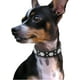 thumbnail image 5 of Collar para perro con pedrería - Piel sintética - Talla ajustable - Tallas S, M, L - Negro, 5 of 5
