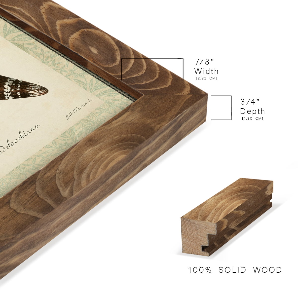 Bookplate Shells IV - Framed Print w/glass - Walnut