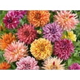 thumbnail image 3 of 40 Seeds Dahlia Mixture - Perennial, Pollinator Friendly, Heirloom,, Colorful Blooms for Garden, 3 of 6