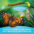 thumbnail image 3 of Kit de cultivo de mariposas National Geographic Ultimate con 5 orugas, 3 of 8