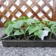 thumbnail image 2 of Muyoka Kit de inicio de semillas, bandejas de cultivo de invernadero, bandeja de inicio de plántulas, crecimiento de germinación, macetas para plantas, caja de cultivo de vivero Muyoka Hogar, 2 of 7