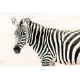 thumbnail image 2 of Seifinger, Toby 18x13 Black Ornate Wood Framed with Double Matting Museum Art Print Titled - Zebra II, 2 of 4