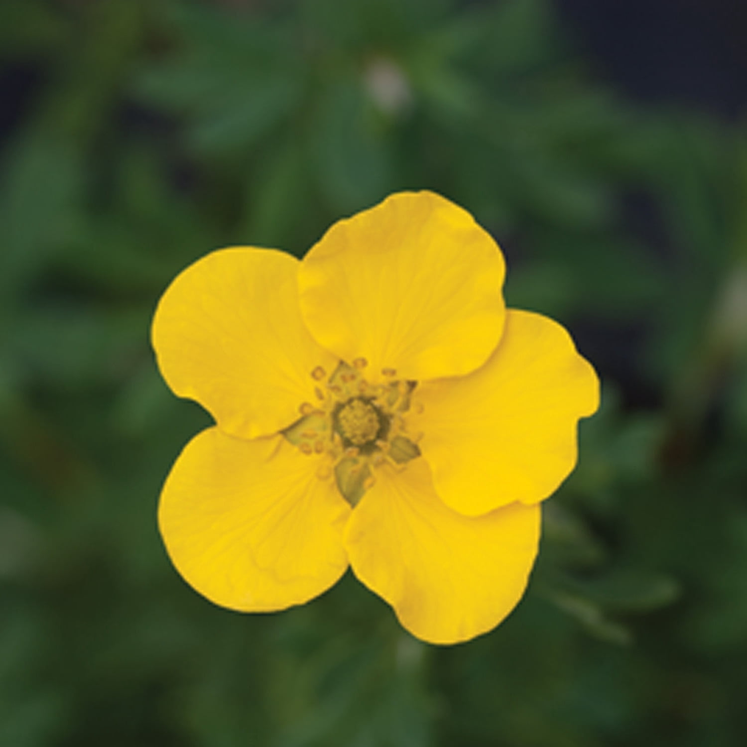 Proven Winners ColorChoice 5" Happy Face Yellow Potentilla Live Plant in 4.5" Pot (4 Count)