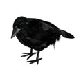 thumbnail image 2 of Halloween Decoration, Lifelike Standing Black Crow Figurine, Meditating Crow Tabletop Ornament for Spooky Halloween Party Decor(1pc), 2 of 5