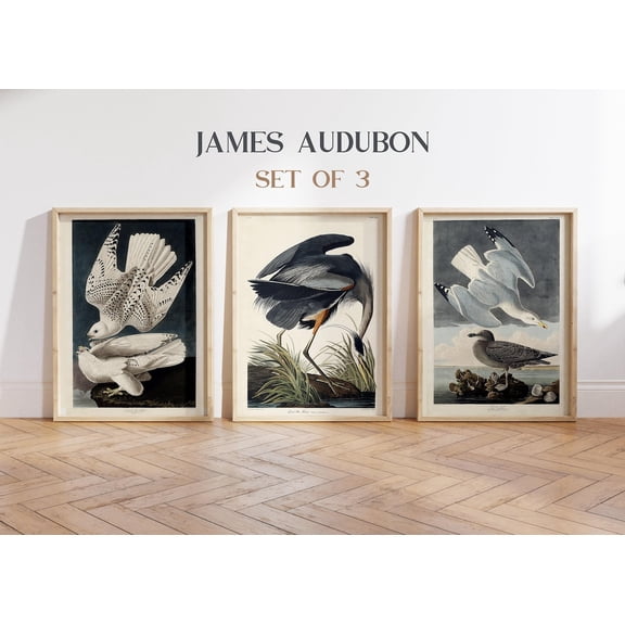 UNFFRAMED Audubon Bird Posters Set Of 3, Vintage Natural History Wall Art Set 3 Prints 8x12