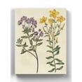 thumbnail image 1 of Garden Pairings Ii Wrapped Canvas  -Sydenham Edwards Designs,, 1 of 3