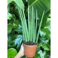 thumbnail image 1 of Premium Sansevieria cylindrica, 1 of 1