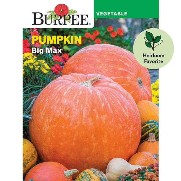 Burpee Big Max Pumpkin Vegetable Seed, 1-Pack