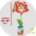 thumbnail image 3 of Garden State Bulb Reindeer Sweater Amaryllis Flower Bulb, Minerva, 28/30cm, 3 of 8
