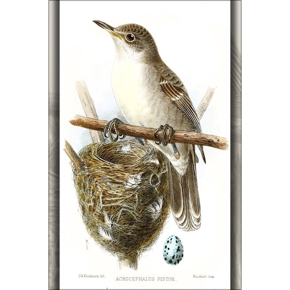 24"x36" Gallery Poster, Christmas Island Warbler Acrocephalus aequinoctialis pistor 1883