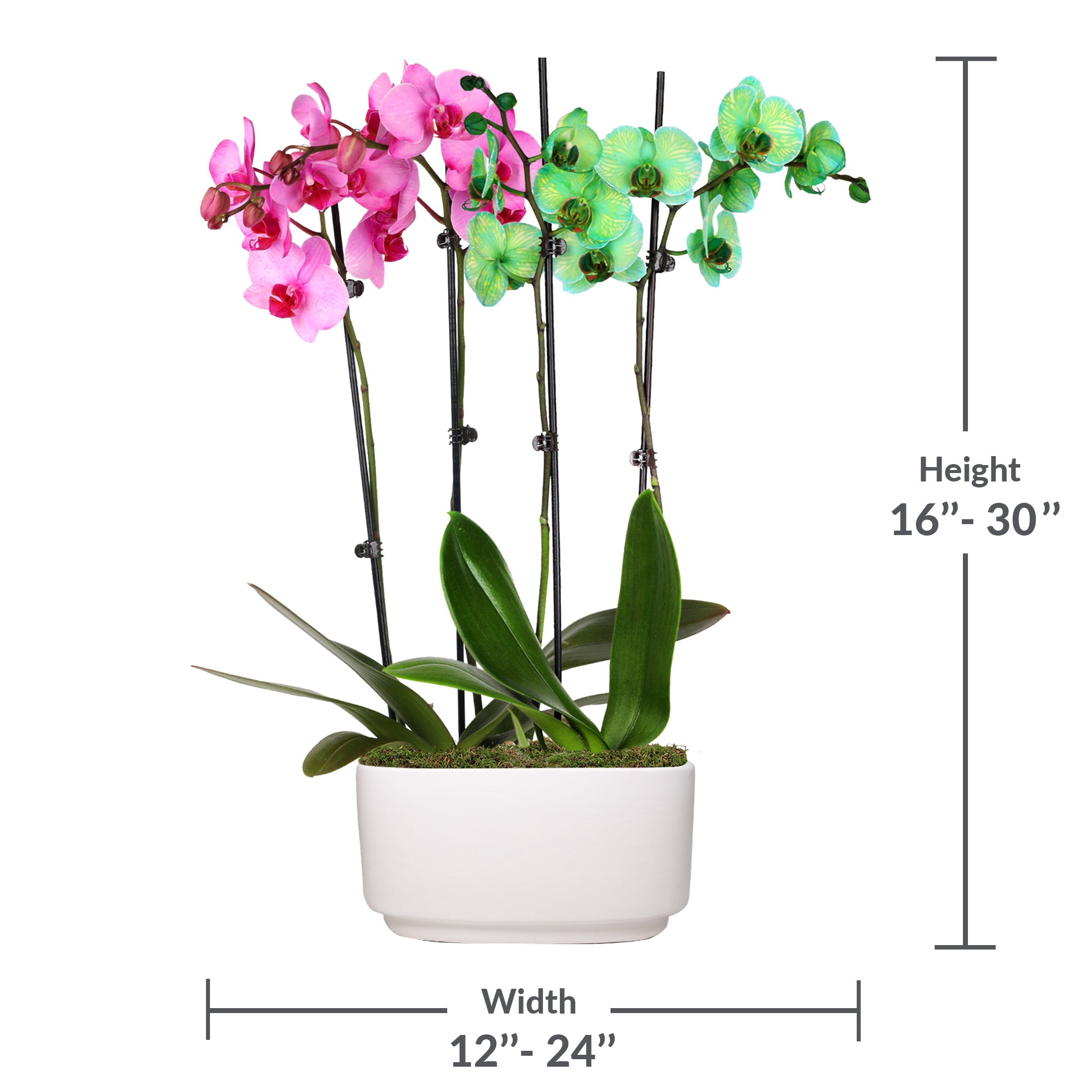 Just Add Ice 10" Green and Pink Watercolor Duo in White Ceramic Pot