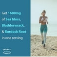 thumbnail image 3 of Thomas' Sea Moss with Burdock & Bladderwrack, 1600mg – Immune & Digestive Support, 120 Ct, 3 of 10