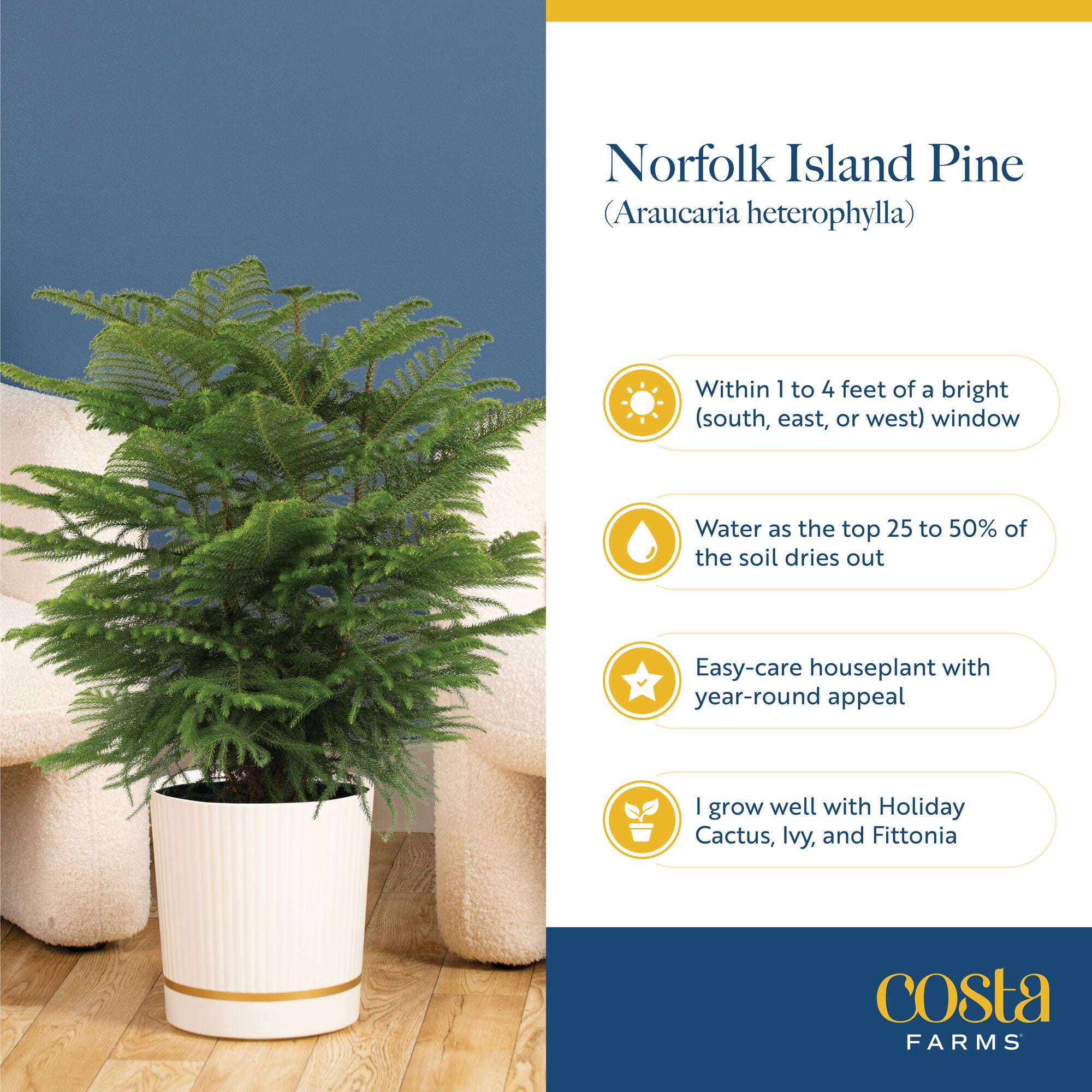 Costa Farms 18" Tall Christmas Tree Bright Direct Sunlight, Indoor Live House Plants, Holiday Cover