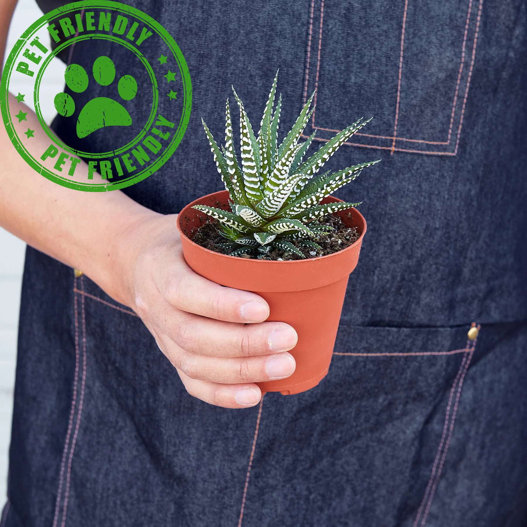 Zebra Succulent Live Plant for Indoor | Different Houseplants in 4'' & 6'' Pot | Real House Plant for Living Room, Office, Desk & Bathroom |  Zebra succulent | Haworthia fasciata