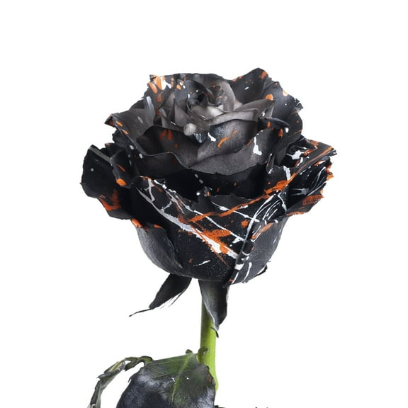 Painted Darkness Confetti Roses 100 Stems of Black Farm Direct Fresh Cut Flowers by Bloomingmore
