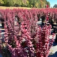 thumbnail image 5 of Orange Rocket Barberry - Berberis thunbergii f. atropurpurea 'Orange Rocket', 5 of 7