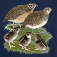 thumbnail image 3 of CafePress - Coturnix Quail Family Dark T Shirt - Men's Classic Graphic Cotton T-Shirt, 3 of 4