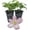 2 Plants, variant on Clematis Montana Elizabeth - Live Starter Plant in a 2 Inch Growers Pot - Starter Plants Ready for The Garden - Rare Clematis for Collectors
