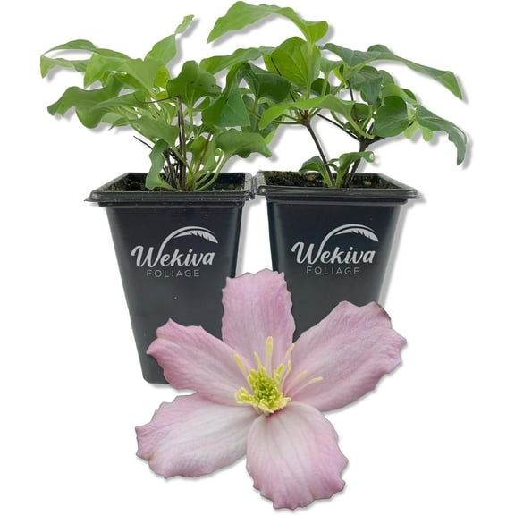 Clematis Montana Elizabeth - 2 Live Starter Plants in 2 Inch Growers Pots - Starter Plants Ready for The Garden - Rare Clematis for Collectors