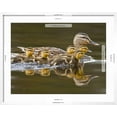 thumbnail image 5 of Art.com Mallard Duck and Chicks Near Kamloops, British Columbia, Canada Photographic Print by Larry Ditto, White Frame Wall Art, 29" x 23", 5 of 5