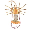 thumbnail image 4 of 15 " Lobster Model Juguete Colección de Regalos para Niños, 4 of 8