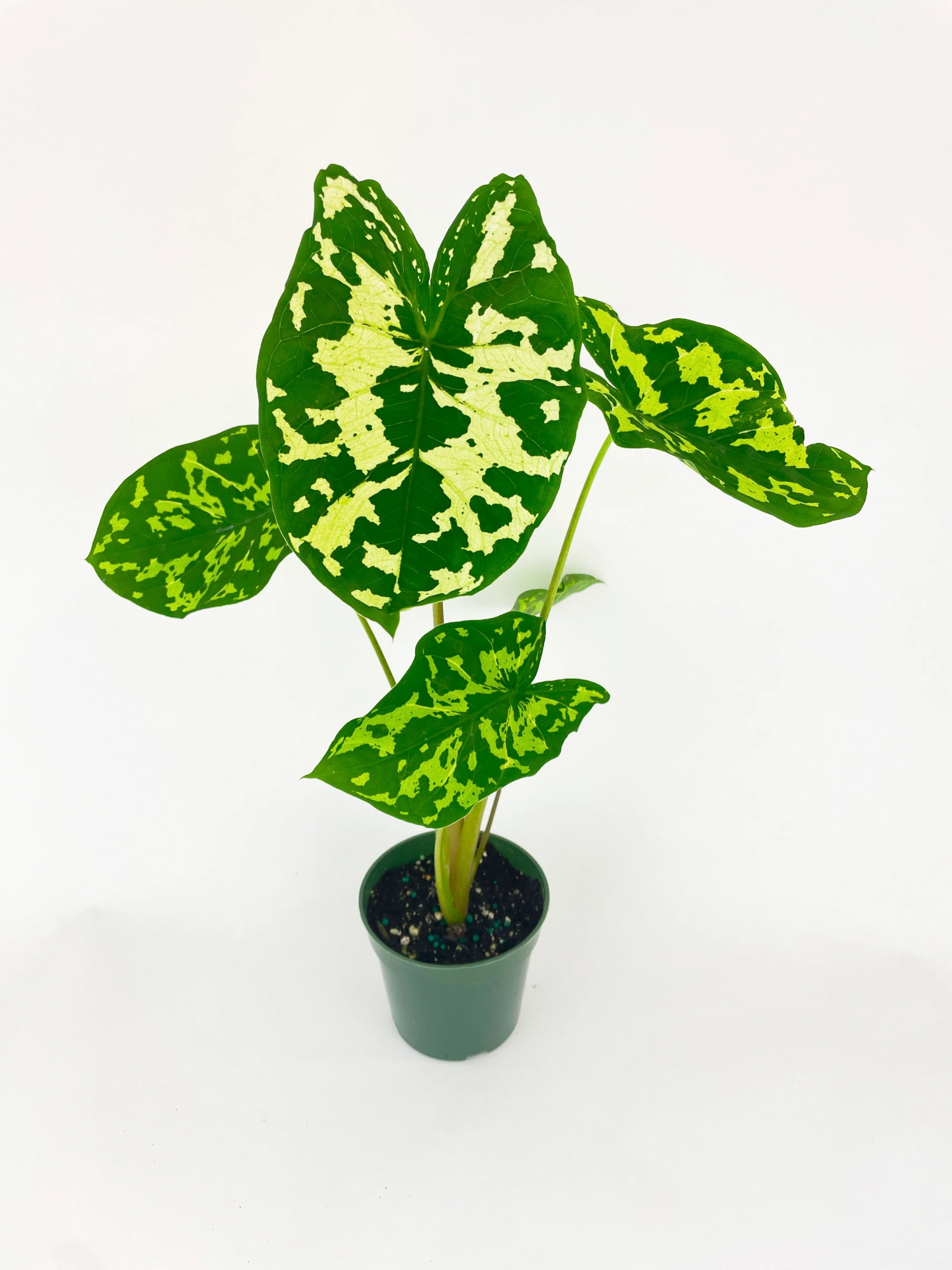 Are Caladiums Toxic To Dogs