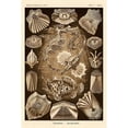 thumbnail image 3 of Haeckel, Ernst 11x14 Black Modern Framed Museum Art Print Titled - Haeckel Nature Illustrations: Teleostei, bony Fishes - Sepia Tint, 3 of 5