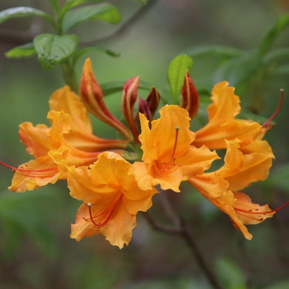 Rhododendron Stonewall Jackson Native - 3 Gallon Pot, Live Deciduous Shrub, Fragrant, Full/Part Sun, Outdoor