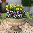 thumbnail image 4 of Better Homes & Gardens 2QT Yellow Purple Osteospermum Live Annual Plant Sun 3-Pack, 4 of 6