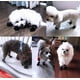 thumbnail image 5 of CHAO 2 pares de zapatos antideslizantes para perros, estos cómodos zapatos para perros de suela suave con cinta reflectante (talla 4 negro), 5 of 5