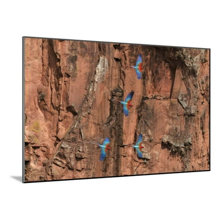South America Brazil Mato Grosso Do Sul Jardim Red And Green Macaws Flying In The Sinkhole Wood Mounted Print Wall Art By Ellen Goff