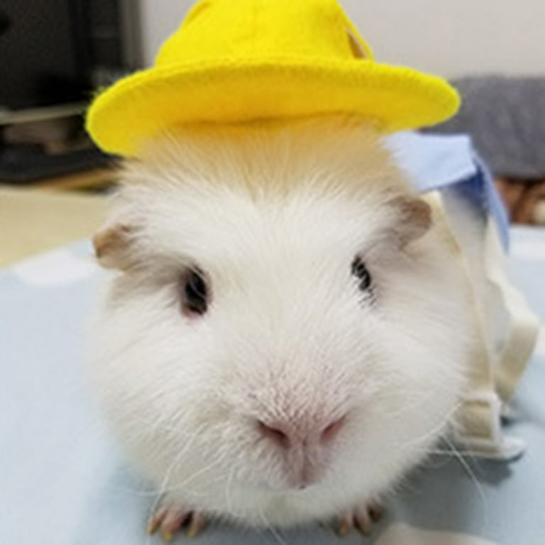 Cute guinea hotsell pig accessories