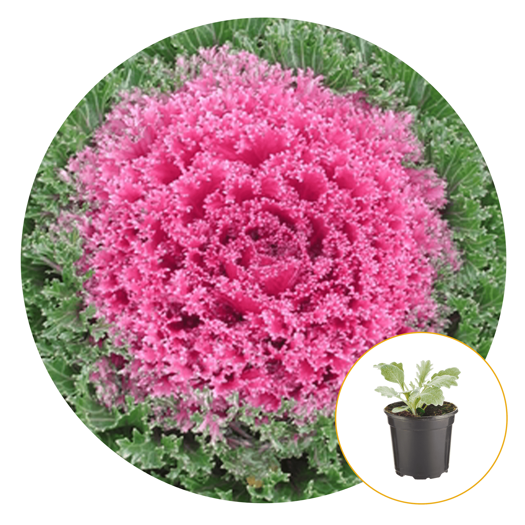 Ferry-Morse Plantlings Ornamental Kale Live Plants 4in. Pot, 2 Pack