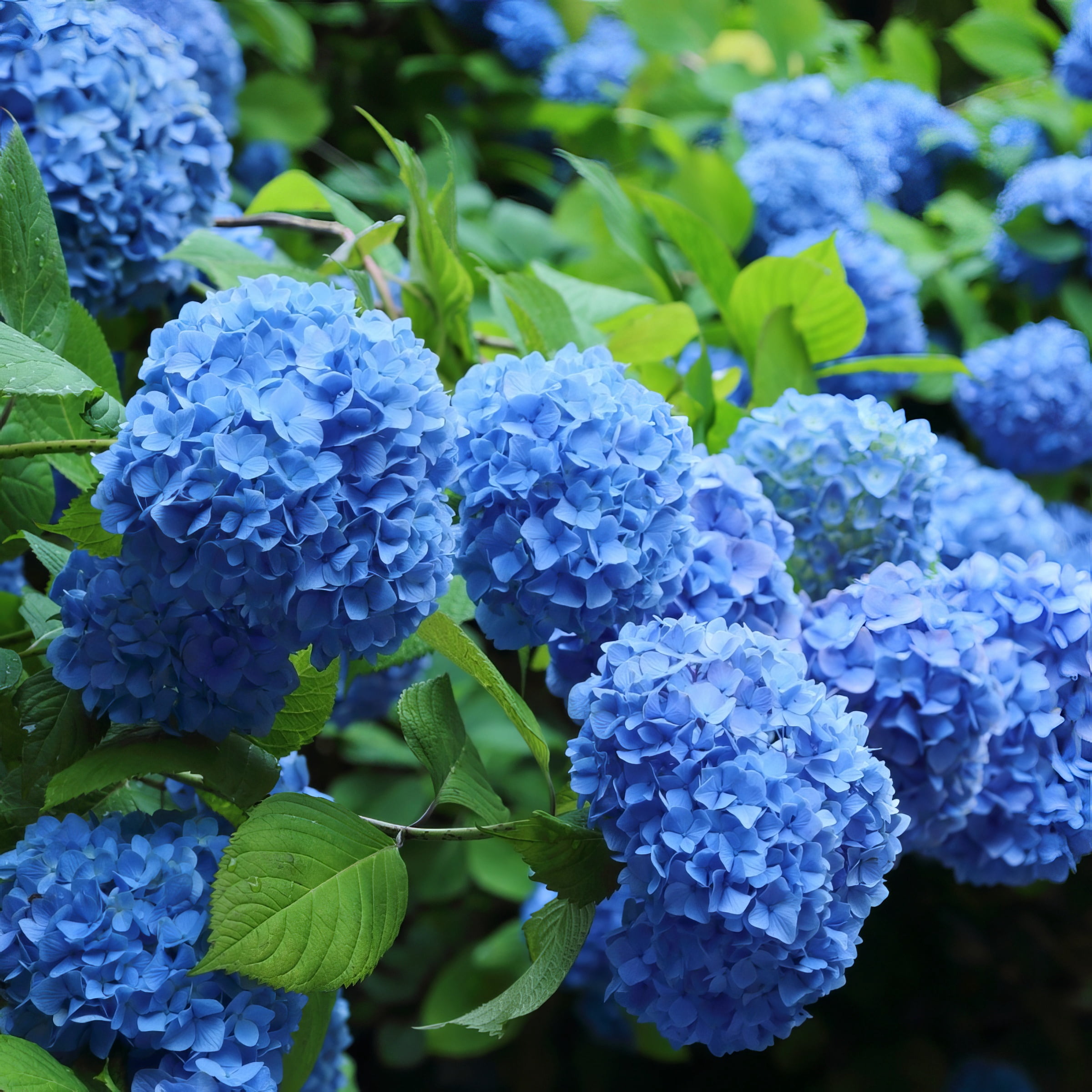 National Plant Network 4" Hydrangea 'Nikko Blue' Live Shrub with Partial Sunlight (3-Pack)