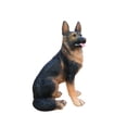 thumbnail image 6 of 12.2" German Shepherd Dog Sculpture,High-Quality Resin Material with Smooth Finish,Decorative Statue Suitable for Outdoor Use,Black+Brown, 6 of 8