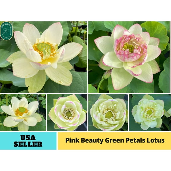 5 Rare Seeds| Pink Beauty Green Petals Lotus Seeds - Indian Lotus (Nelumbo nucifera) Seeds - Flower Seeds - B3G1 #Q040