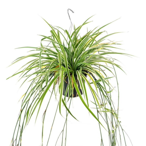 Spider Plant (8"  Plastic Pot) - Easy to Care Houseplant for Beginners - Air-purifying Houseplant for Home and Office Decoration