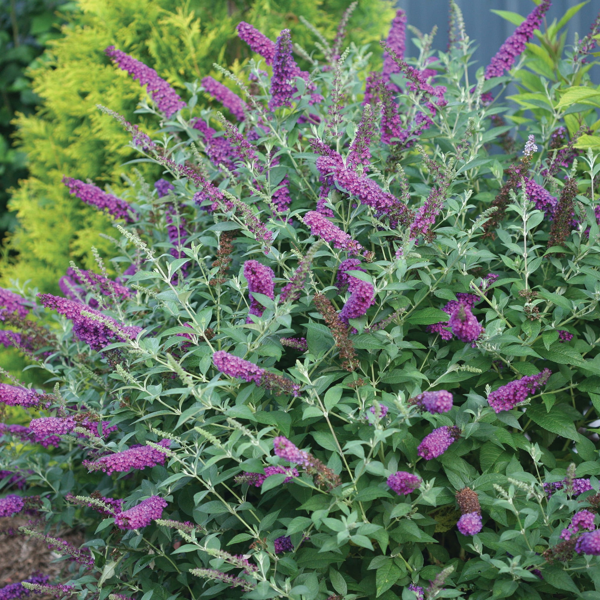 Proven Winners Miss Violet Buddleia Live Shrub (2 Gallon)